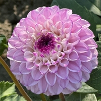 Dahlia Genova